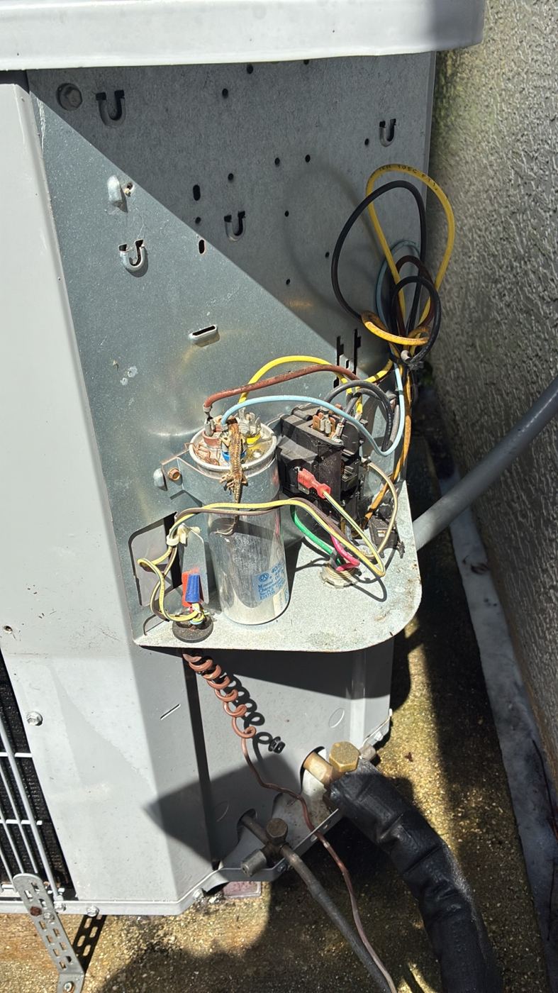 Small lizard found inside an outdoor AC electrical compartment in Naples